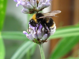 cancer growing technology