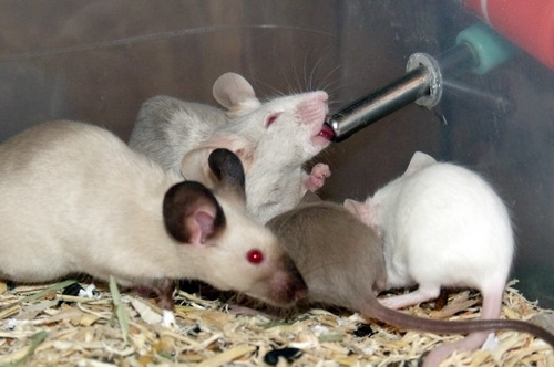 is it profitable to breed crayfish