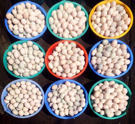 business diversification