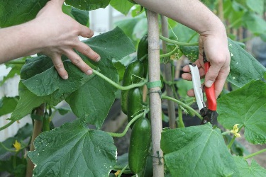 greenhouse vegetables