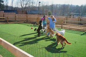 pet hotel business plan