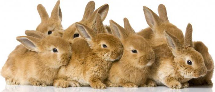 win-win business from scratch