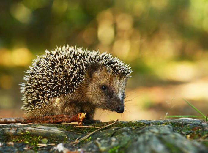 concept of an administrative offense