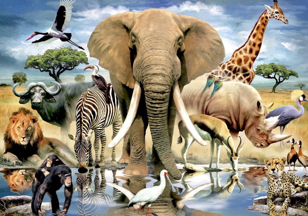 The diversity of the animal world