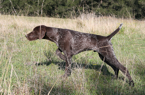 Types and methods of hunting