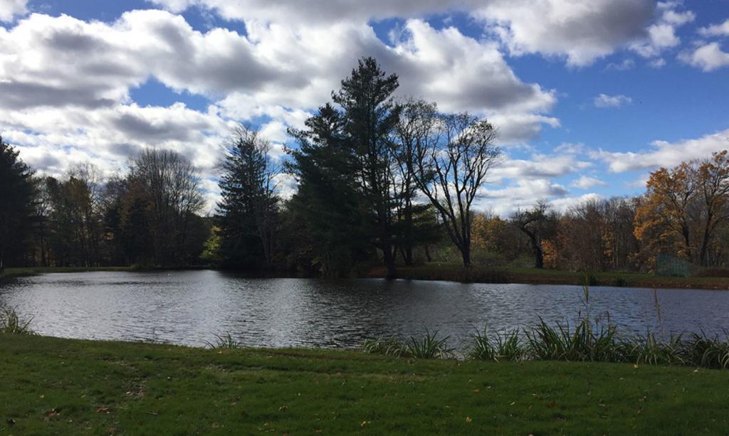 water and green grass