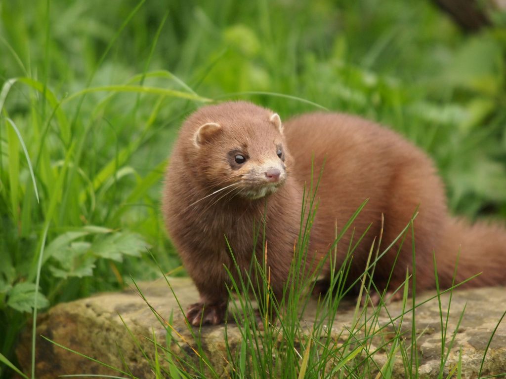 brown mink