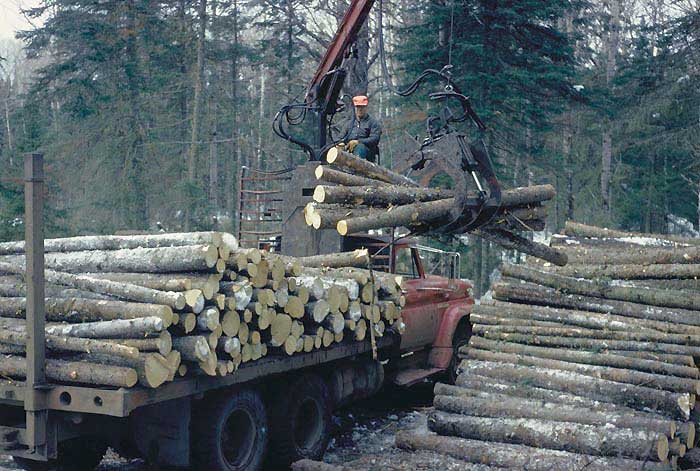 workers load wood