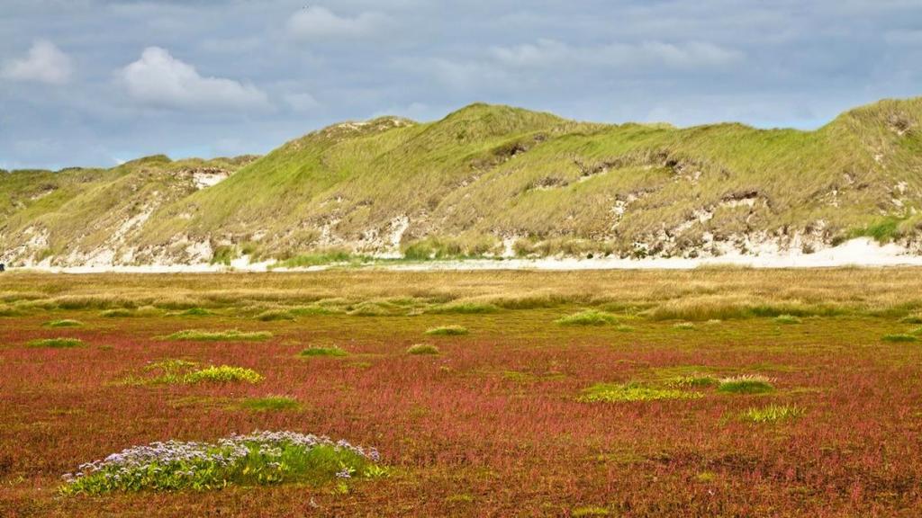 Litter as a kind of soil