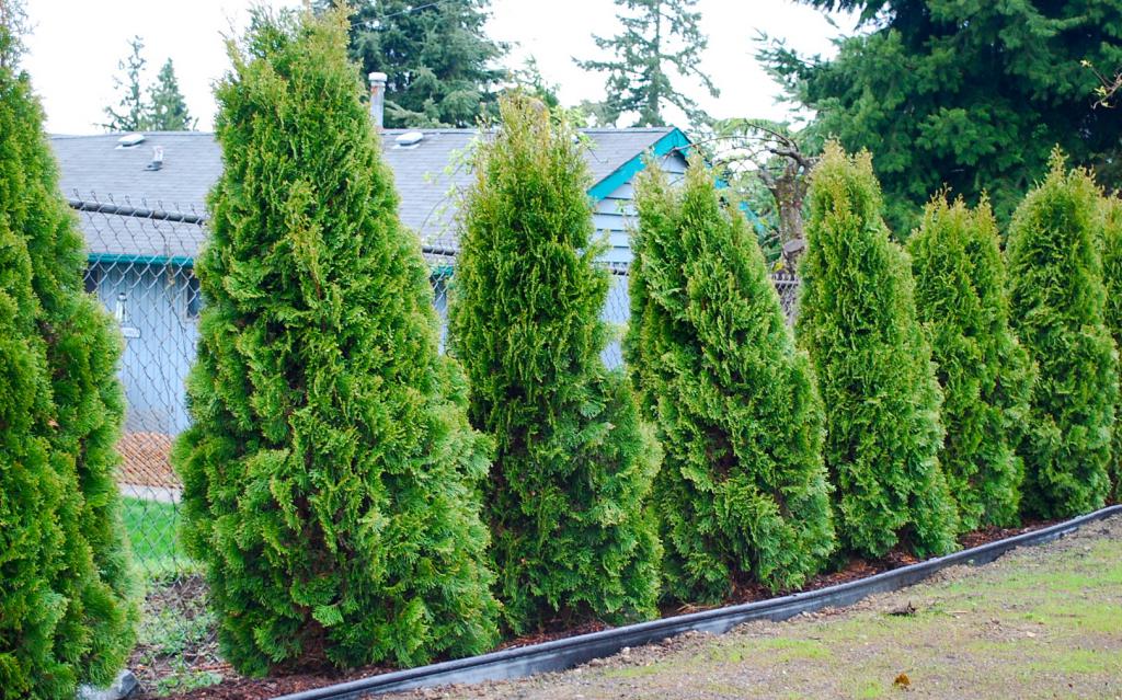 Decorative trees on a personal plot