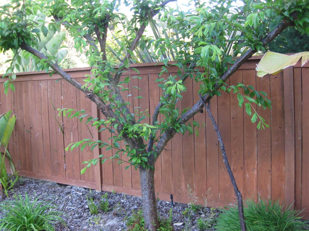 Failure to comply with tree planting standards may cause conflicts with neighbors in the future