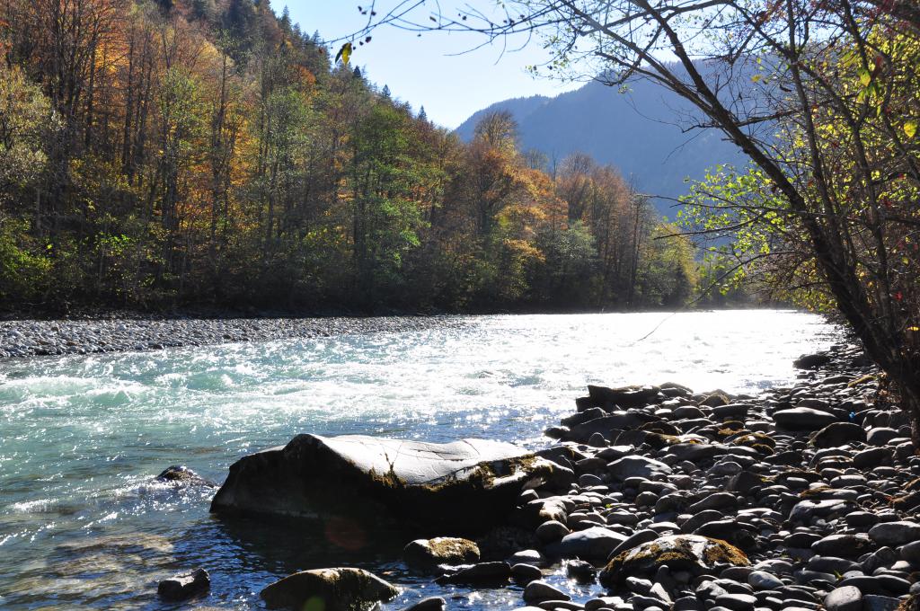 Forest near the Laba mountain river (North Caucasus)