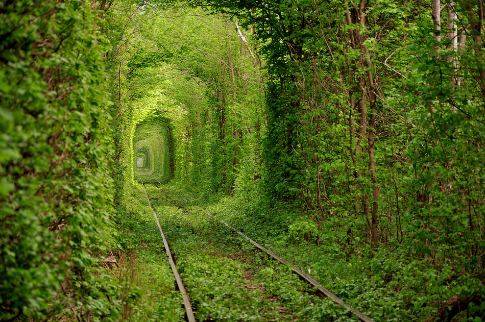 Railway tunnel of living forest trees