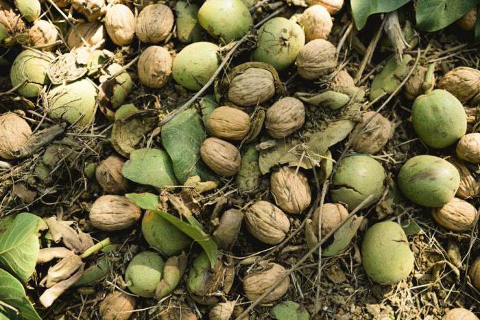 walnut in belarus growing