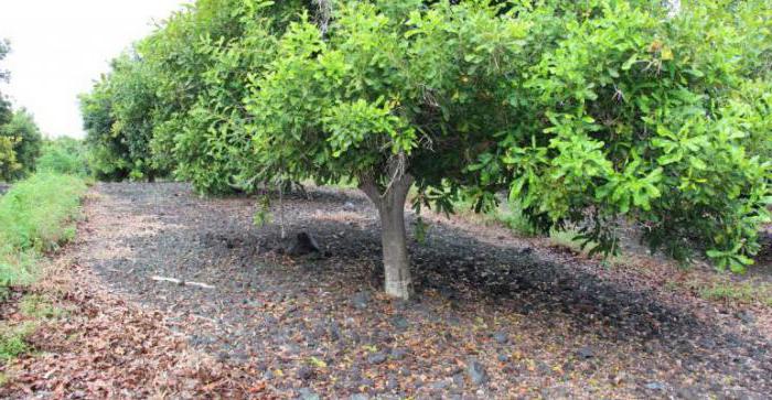 walnut cultivation and care