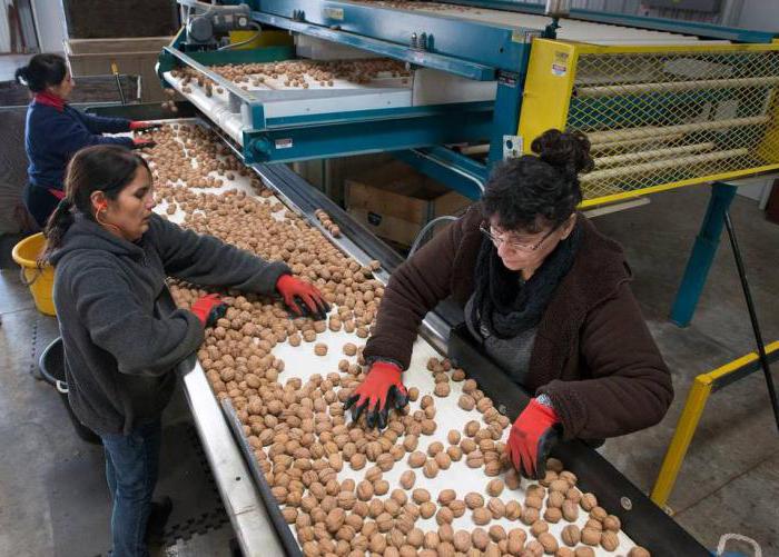 growing nuts from seeds