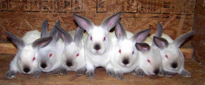 breeds of rabbits for breeding for meat
