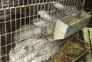 rabbit breeding in aviaries