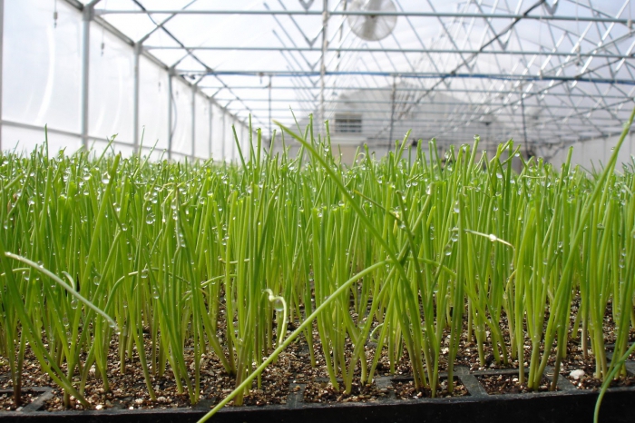 how to grow green onions