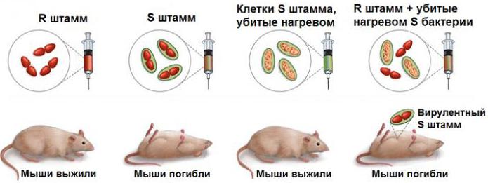 experimental evidence for the role of dna
