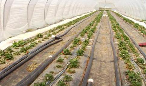 Technology for the industrial cultivation of strawberries