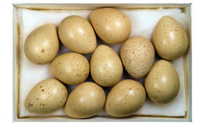 partridge home breeding