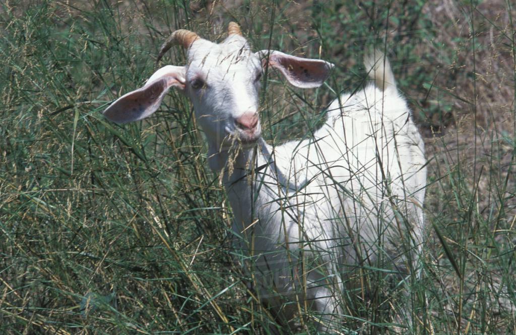 Goat in the meadow