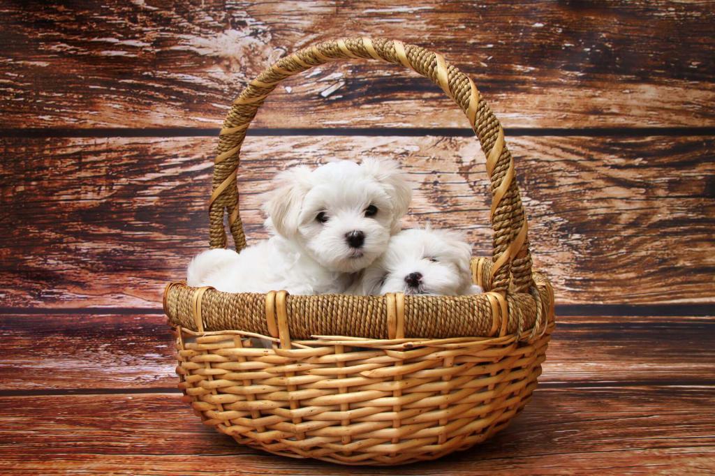 Shipping in a basket