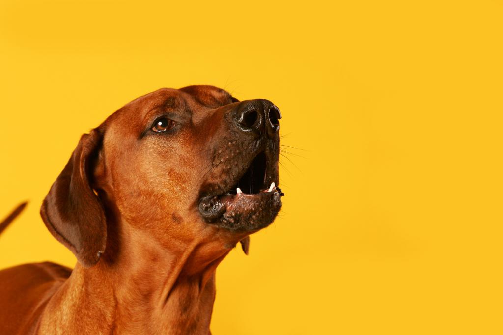 Dog on a yellow background