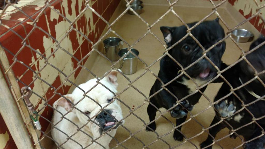 Dogs in a shelter